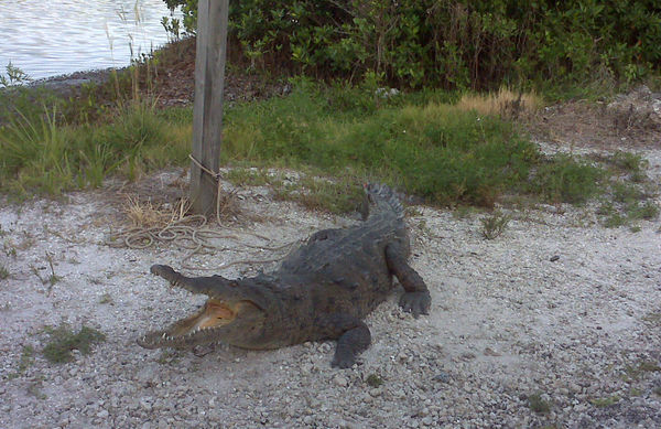 J.N. “Ding” Darling National Wildlife Refuge (Official)